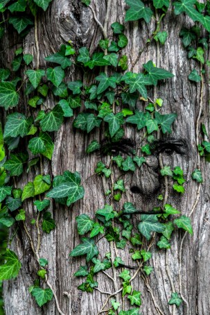 tree face 1 sugar-bee-42615.jpg